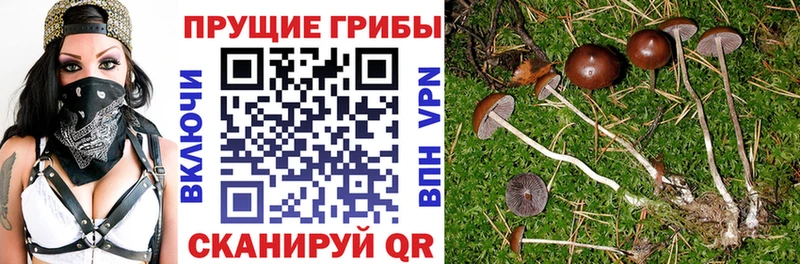 МЕГА сайт  Темников  Псилоцибиновые грибы GOLDEN TEACHER 